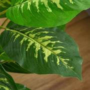 Calathea artificiel 95 cm, pot ciment, intérieur-2