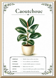 Affiche botanique Caoutchouc – illustration végétale