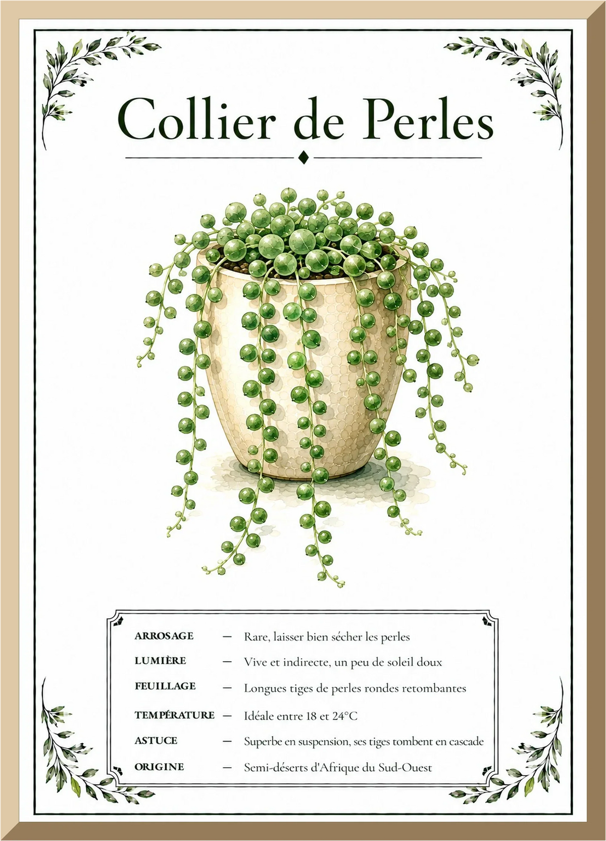 Affiche botanique Collier de Perles – illustration végétale