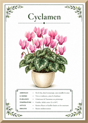 Affiche botanique Cyclamen – illustration florale