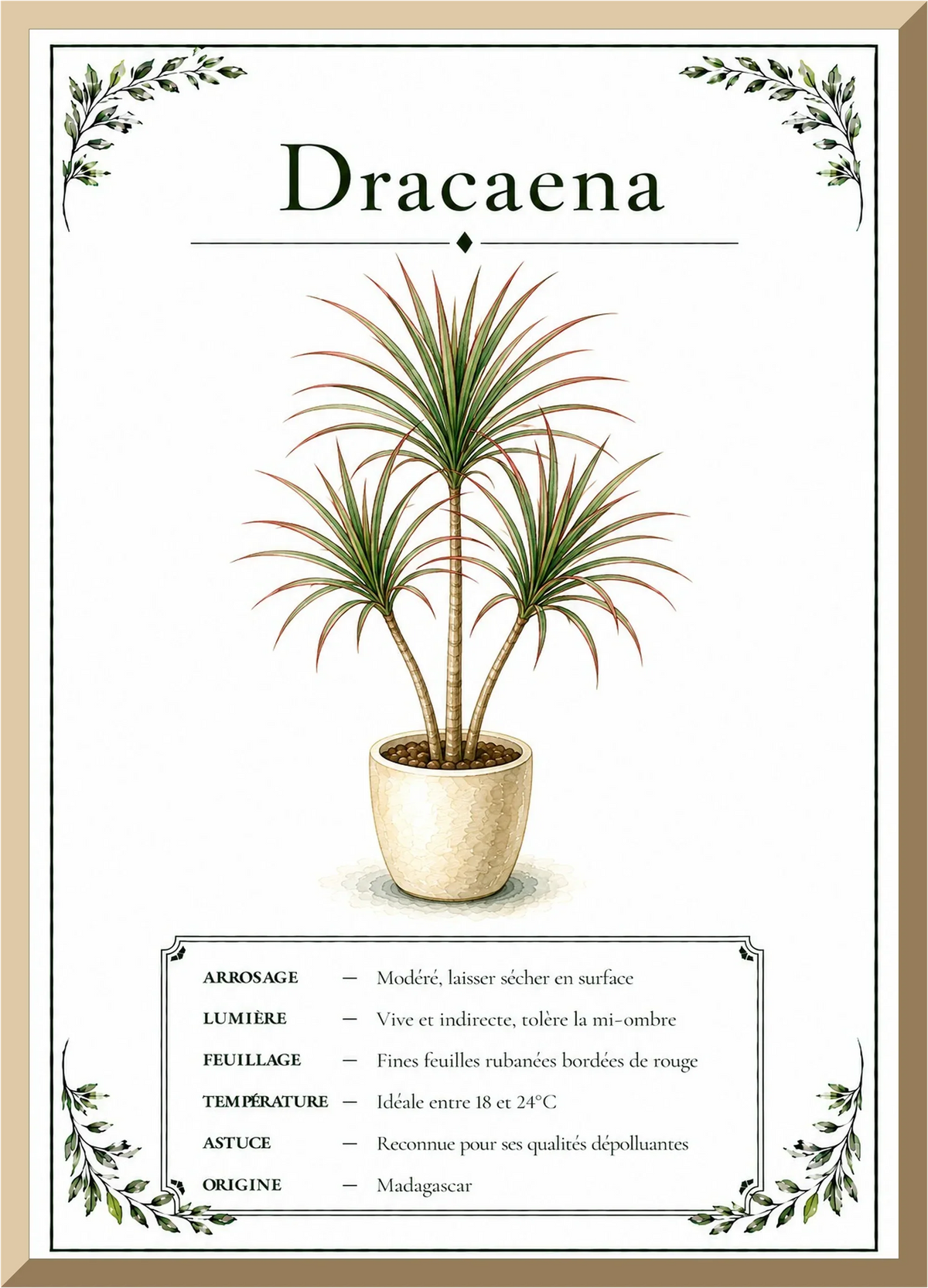 Affiche botanique Dracaena – illustration végétale