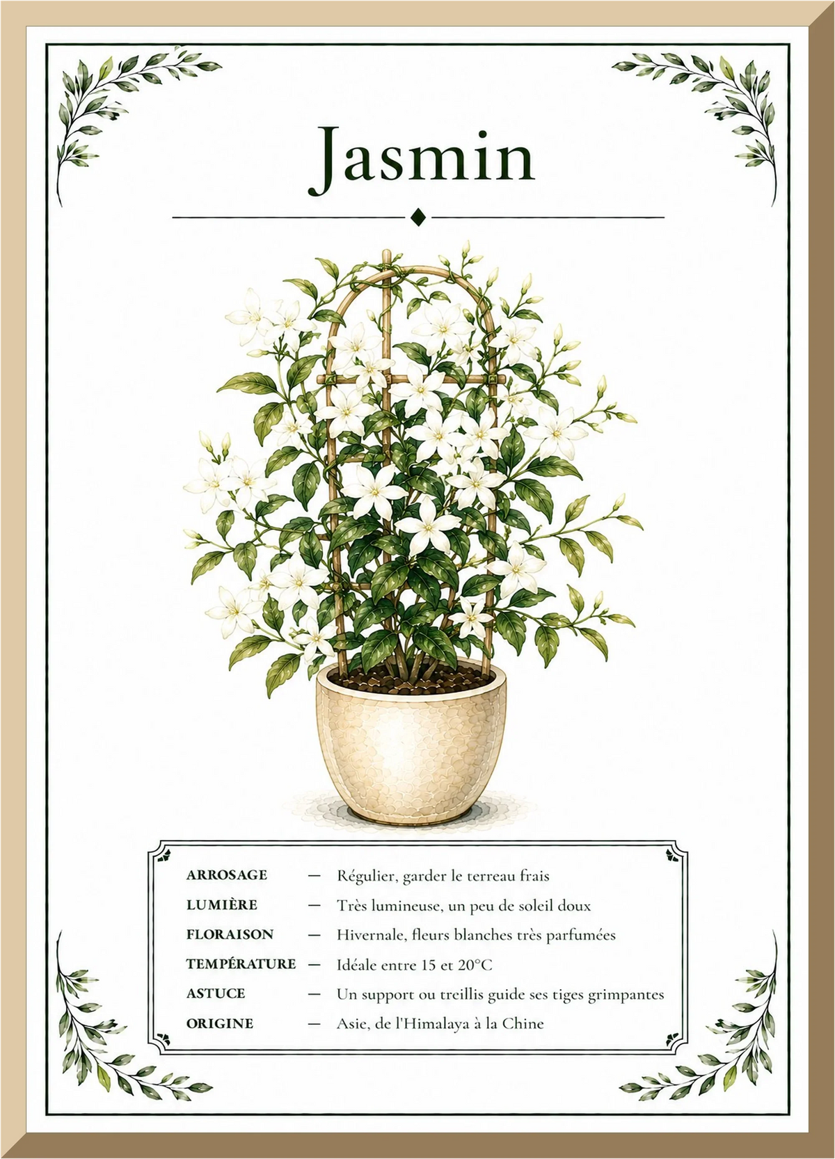 Affiche botanique Jasmin – illustration florale