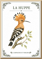 Affiche naturaliste Huppe – illustration d’oiseau