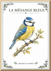 Affiche naturaliste Mésange Bleue – illustration d’oiseau
