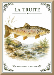 Affiche naturaliste Truite – illustration de poisson