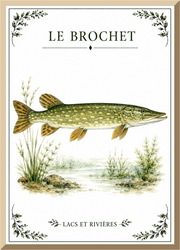 Affiche naturaliste Brochet – illustration de poisson