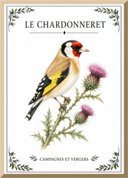 Affiche naturaliste Chardonneret – illustration d’oiseau