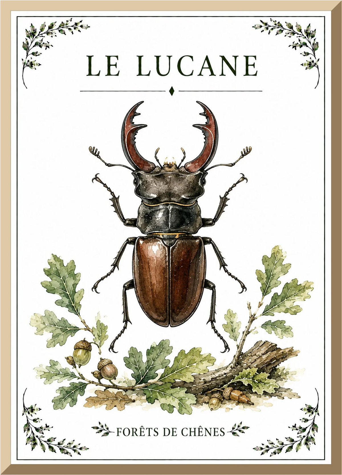 Affiche naturaliste Lucane – illustration de nature