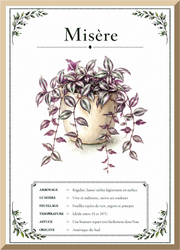 Affiche botanique Misère – illustration végétale