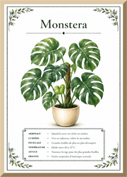 Affiche botanique Monstera – illustration végétale