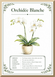 Affiche botanique Orchidée Blanche – illustration florale