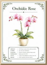 Affiche botanique Orchidée Rose – illustration florale