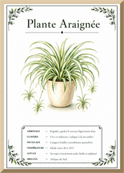 Affiche botanique Plante Araignée – illustration végétale