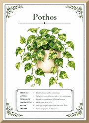Affiche botanique Pothos – illustration végétale