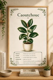 Affiche botanique Caoutchouc à l’aquarelle