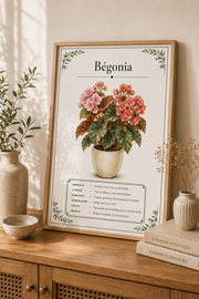 Affiche botanique Bégonia à l’aquarelle