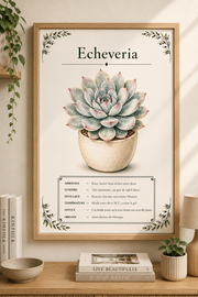 Affiche botanique Echeveria à l’aquarelle