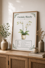 Affiche botanique Orchidée Blanche à l’aquarelle