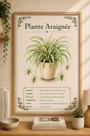 Affiche botanique Plante Araignée à l’aquarelle